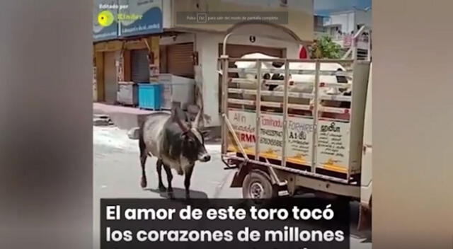 ¡Conmovedor! Un toro hizo todo lo posible para poder salvar a su ‘pareja’ y su valiente acción se volvió viral en Facebook.