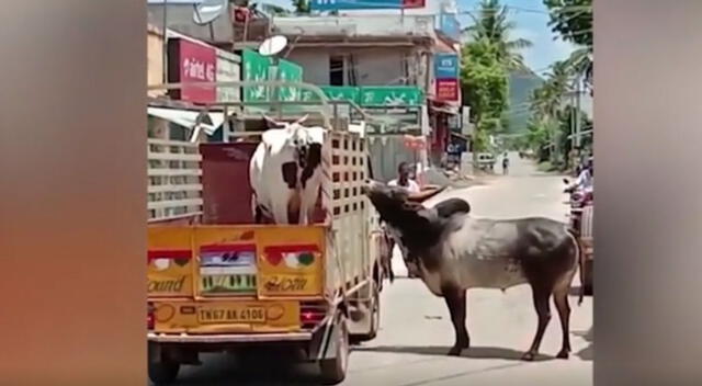 Un curioso toro hizo hasta lo imposible para alcanzar a una vaca, dejando sorprendidos a miles de internautas.