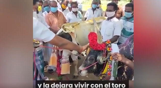 Un curioso toro hizo hasta lo imposible para alcanzar a una vaca, dejando sorprendidos a miles de internautas.