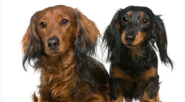 Dos cachorros fueron captados en plena charla en un parque de Estados Unidos. Los internautas se quedaron impresionados por el nivel de concentración de los animales.