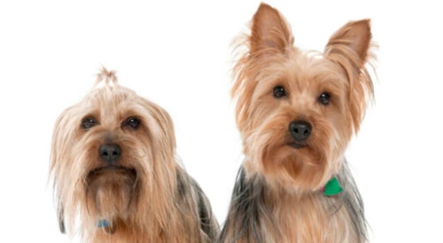Dos cachorros fueron captados en plena charla en un parque de Estados Unidos. Los internautas se quedaron impresionados por el nivel de concentración de los animales.