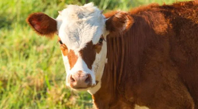 Un toro corrió cuadras para alcanzar un vehículo y evitar que la separen de una linda vaca. El video conmocionó a los internautas que no dejaron de suspirar.