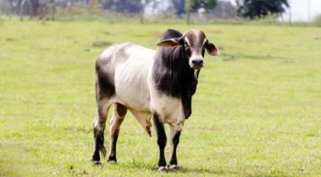 Un toro corrió cuadras para alcanzar un vehículo y evitar que la separen de una linda vaca. El video conmocionó a los internautas que no dejaron de suspirar.