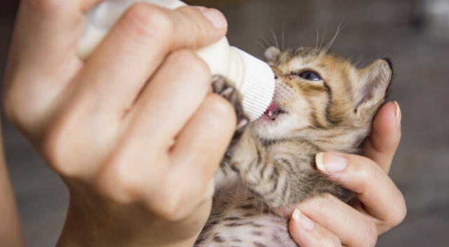 El gatito fue abandonado a su suerte en un basural de Francia.