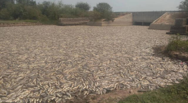 Los peces murieron por el cierre de las compuertas dispuestas por el gobierno provincial.