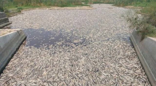 Los peces murieron por el cierre de las compuertas dispuestas por el gobierno provincial.