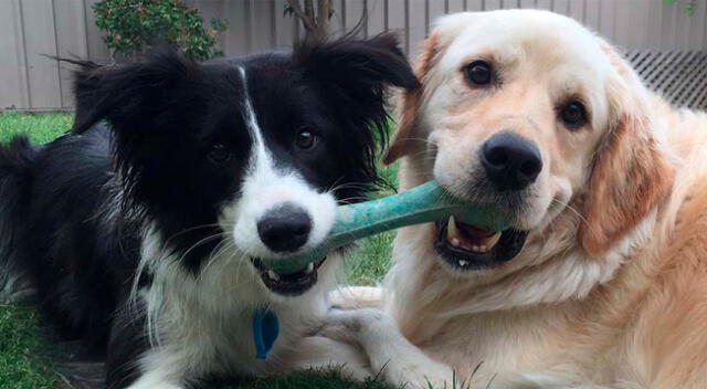 La amistad de dos perros sorprende en redes sociales.