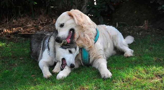 La amistad de dos perros sorprende en redes sociales.