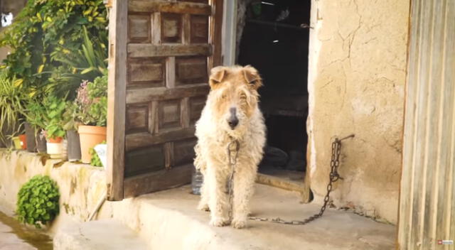 La cachorra fue abandonada encadena a una pared.