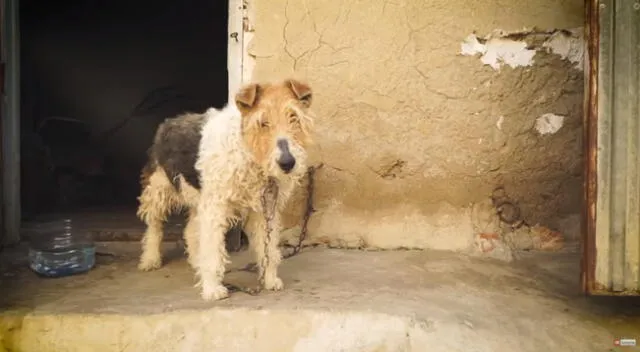 La cachorra fue abandonada encadena a una pared.