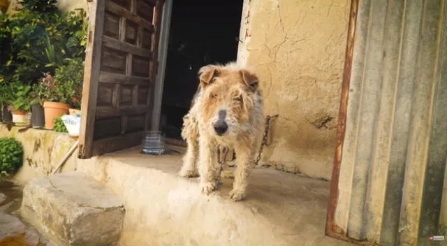 La cachorra fue abandonada encadena a una pared.