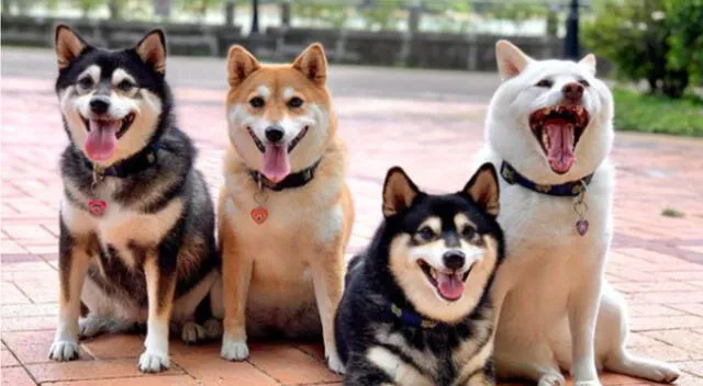 Las fotografías de los perritos se hicieron virales en redes sociales.