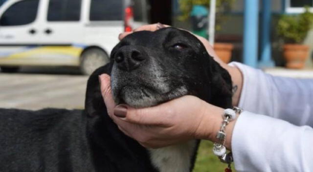 El perrito lleva esperando más de 10 años a su dueño.