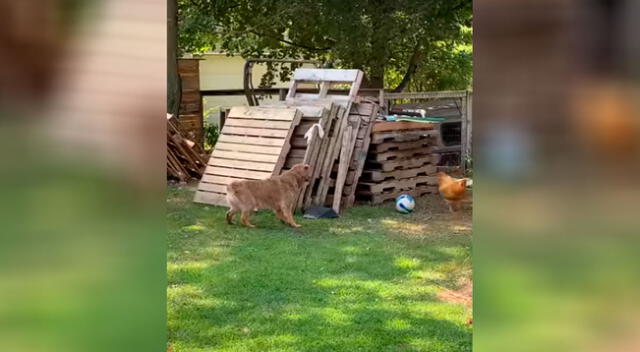 El curioso video de un perro jugando al ‘gato y el ratón’ con un gallo se vuelve viral