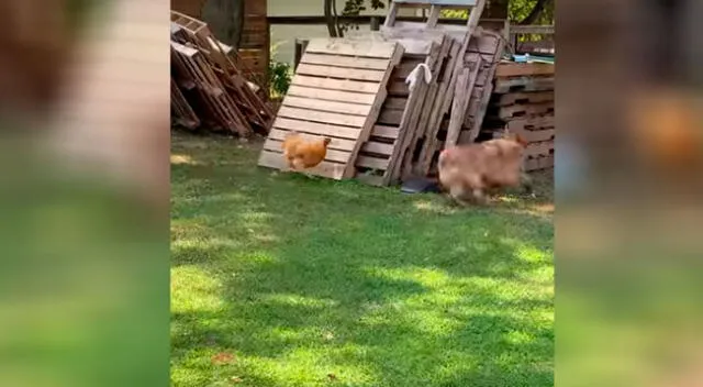 El curioso video de un perro jugando al ‘gato y el ratón’ con un gallo se vuelve viral