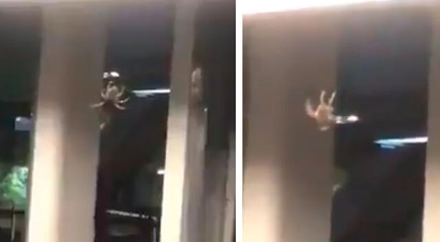 El video de una enorme araña en el metro de México se vuelve viral en Twitter.