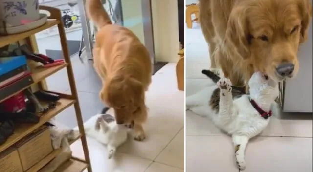 El video viral de Youtube dejó sorprendidos a todos los internautas con la reacción del perro y el gato a ver a su dueña en el piso.