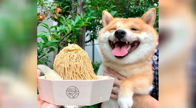 Perrito se vuelve viral por sonreír cada vez que ve comida