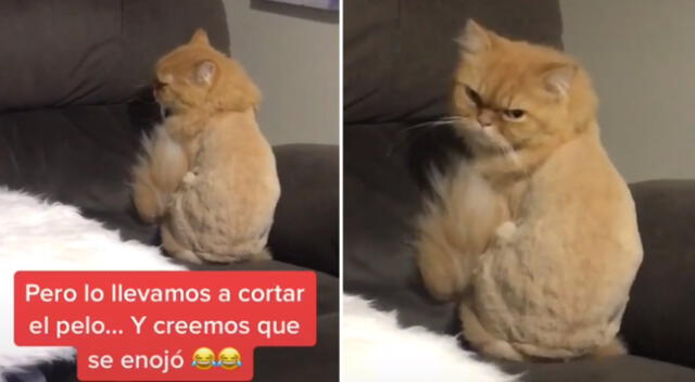 El gato demostró su enojo por el corte de pelo.