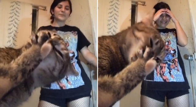 El gato esperó a que su dueña empezara a grabar su reto de baile de TikTok.