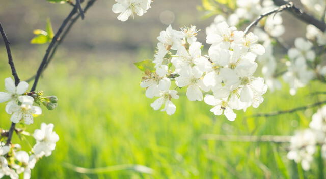 La primavera es la estación del año preferida por muchas personas alrededor del mundo.