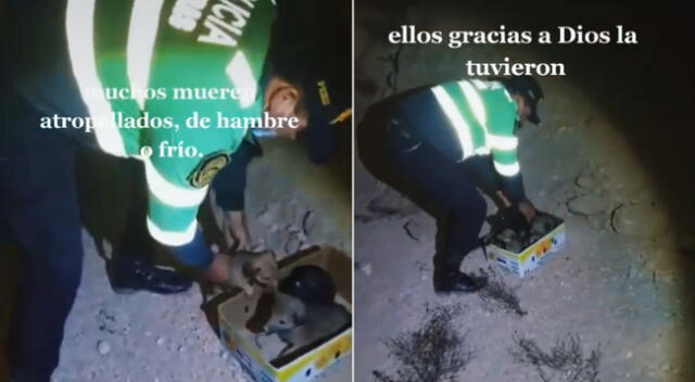 El policía peruano rescató a los cinco cachorros en medio de una carretera desierta.