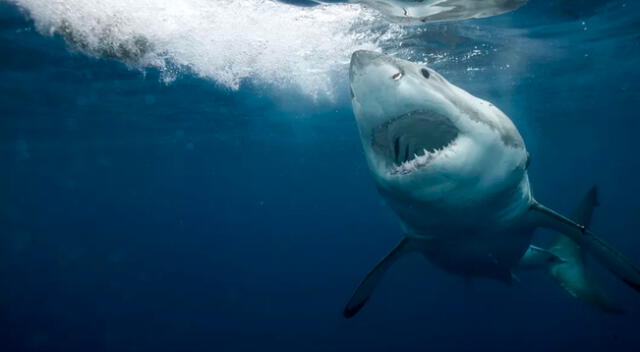 Un gran tiburón se estrelló contra el hombre y se aferró a su hombro.