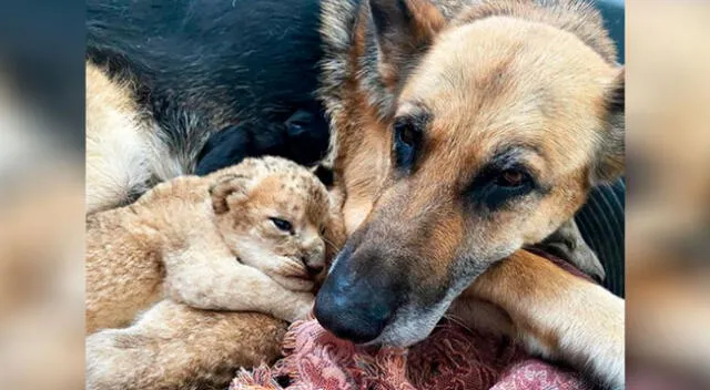 Perrita adopta a dos cachorros de león que su madre rechazó