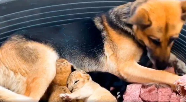 Perrita adopta a dos cachorros de león que su madre rechazó