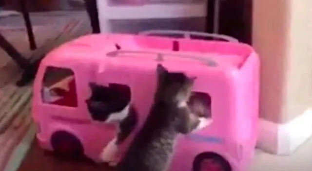 Traviesos gatitos hacen de las suyas en un carro de juguete