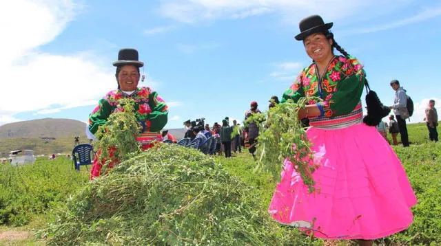 La planta de la quinua es uno de los cultivos que nos brinda la región.