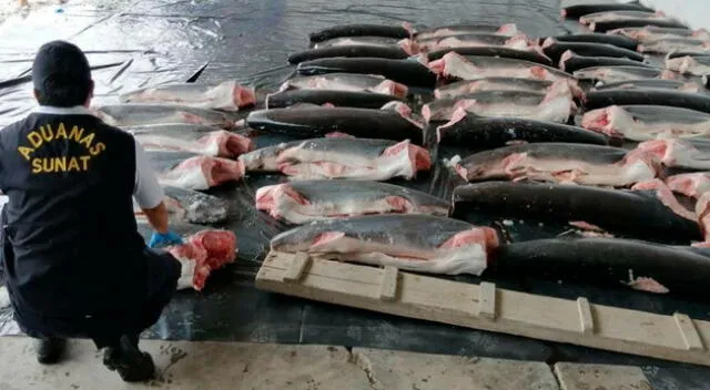 Los troncos de los tiburones tienen gran demanda en el mercado asiático, donde las comercializan como productos afrodisiacos.