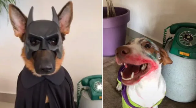 Los perritos fueron disfrazados como Batman y Joker.