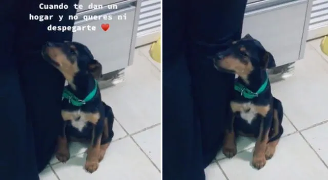 El perrito permanece todo el tiempo cerca a su dueña.