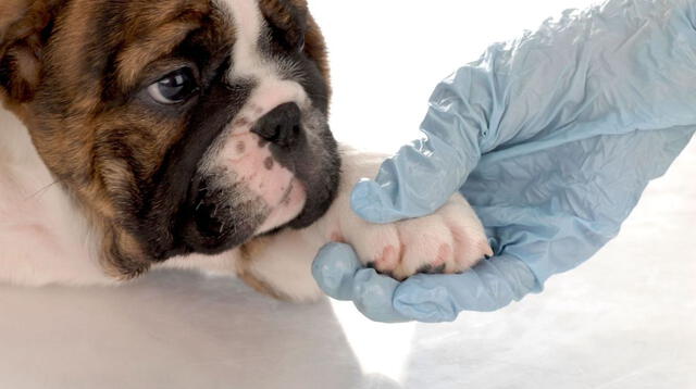 Los problemas de piel en perros más comunes son los picores, las alergias y las irritaciones.