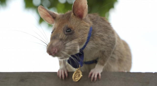 Magawa, la rata que detecta bombas y artefactos explosivos.