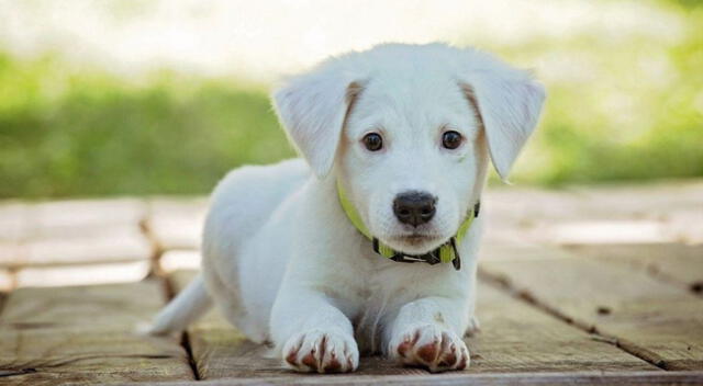 El cómico video viral de YouTube muestra cómo la joven dice palabras básicas en inglés como “hello” o “how are you” delante de su perro de raza husky siberiano y este ‘repite’ de una curiosa manera.