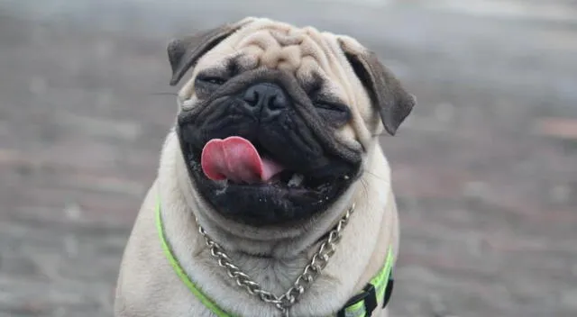 En TikTok, se hizo viral un clip conmovedor donde se ve a un perrito llorando mientras duerme y su sueña corre a verlo y cuidarlo de sus pesadillas.