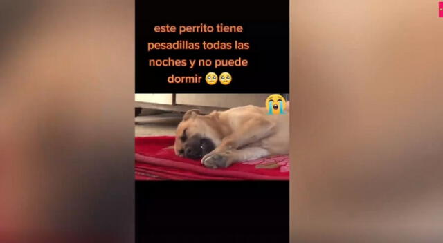 A través de TikTok se compartió un conmovedor video donde se ve a un perrito llorando mientras duerme. El can quedó marcado tras sufrir maltrato animal.