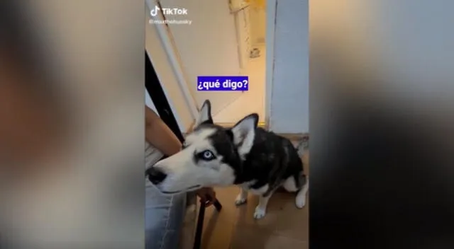 El cómico video viral de YouTube muestra cómo la joven dice palabras básicas en inglés como “hello” o “how are you” delante de su perro de raza husky siberiano y este ‘repite’ de una curiosa manera.