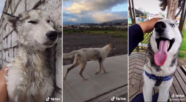 El perrito fue encontrado en completo estado de abandono.