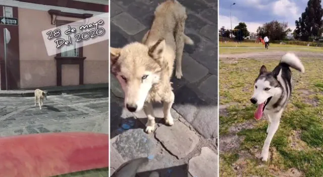 El perrito fue encontrado en completo estado de abandono.