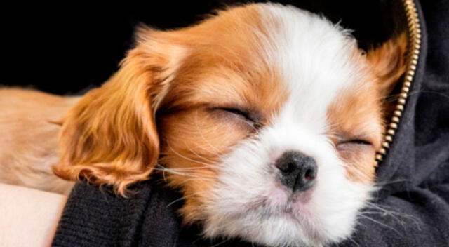 Dueña del pequeño can sorprendió a los internautas al tener tierno gesto con su mascota al verlo que tenía pesadillas mientras dormía.