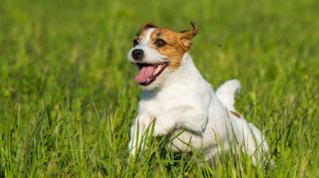 Un intrépido cachorro cautivó a miles de internautas en redes sociales al repetir las palabras en inglés que su dueña le dictaba.