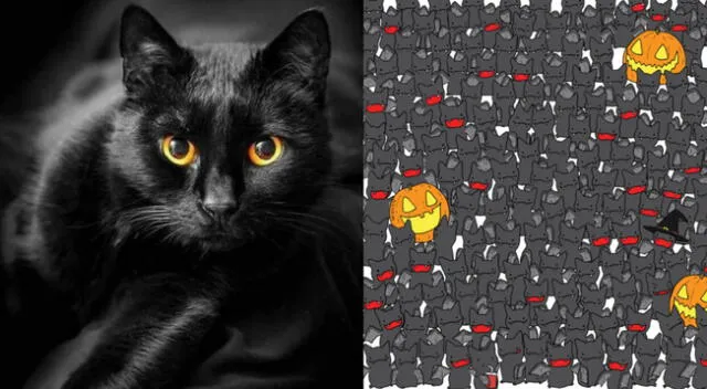 Reto viral: encuentra al gato negro camuflado entre los murciélagos.