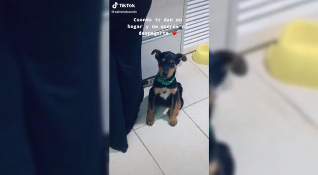 El perrito permanece todo el tiempo cerca a su dueña.