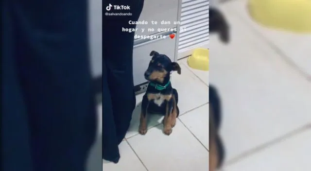 El perrito permanece todo el tiempo cerca a su dueña.