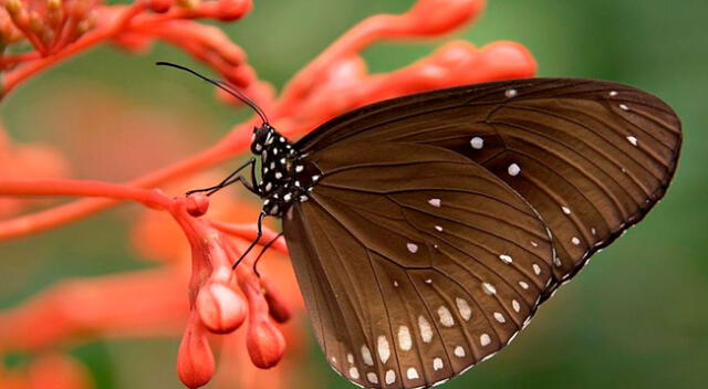 ¿Puedes ver a la mariposa?