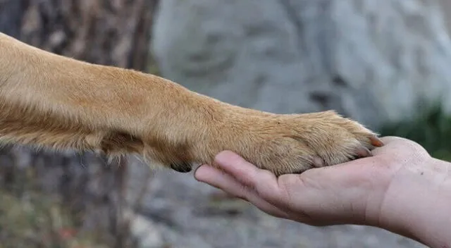 No hay duda que el perro es el mejor amigo del hombre.