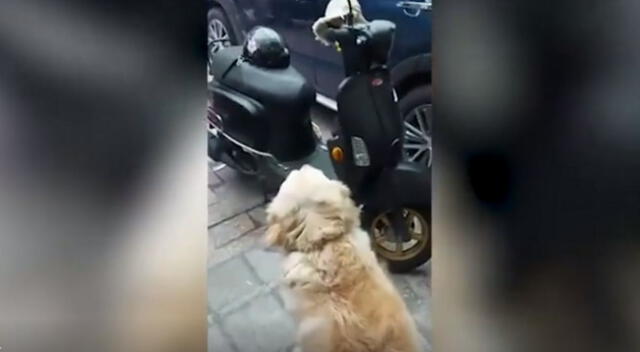 El adorable perro tiene un curioso comportamiento cada vez que su dueño tiene que salir a trabajar. El video se volvió viral en Facebook.